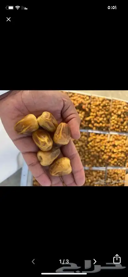 تمر سكري مفتل 4