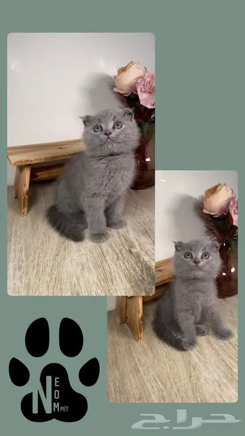 قطط صغيره كيتن سكوتش فولد قولد هملايا شيرازي انثى ذكر قطه 4