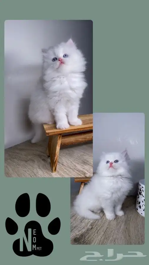 كيتن قطه بسه هملايا شيرازي سكوتش فولد انثى ذكر قطط للبيع قط 8