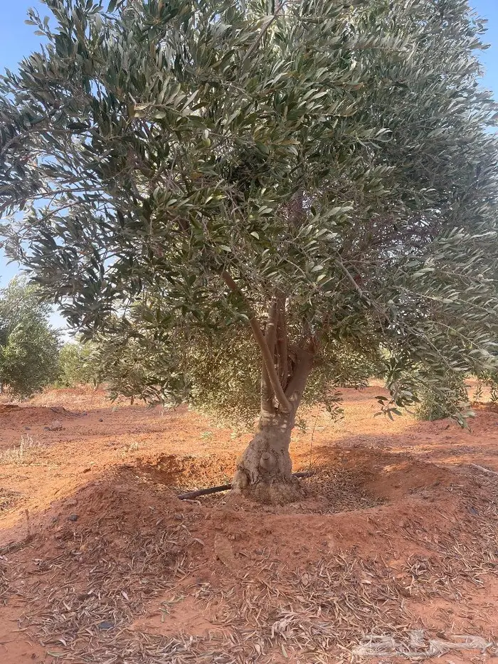 شجرة زيتون معمر ومثمر للبيع 2