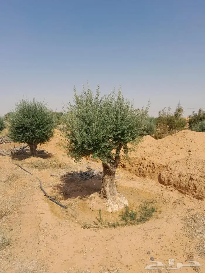 اشجار زيتون للبيع 1