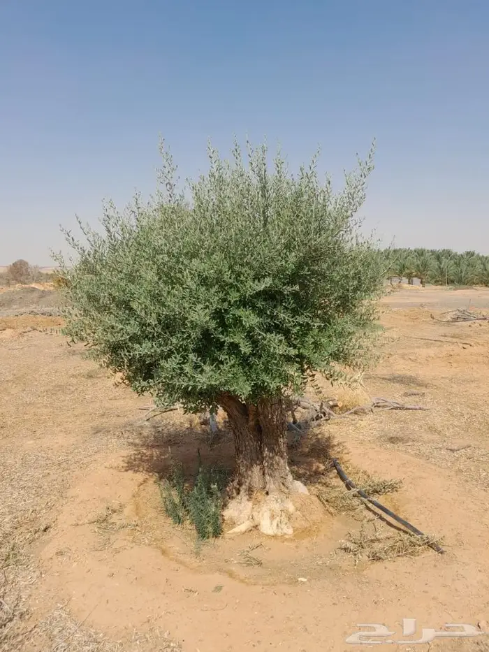 اشجار زيتون للبيع 2