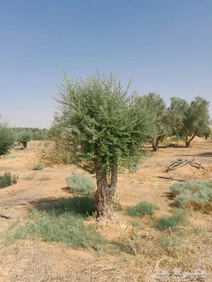 اشجار زيتون للبيع 4