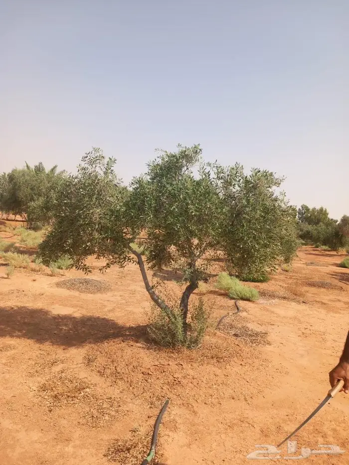 اشجار زيتون للبيع 5