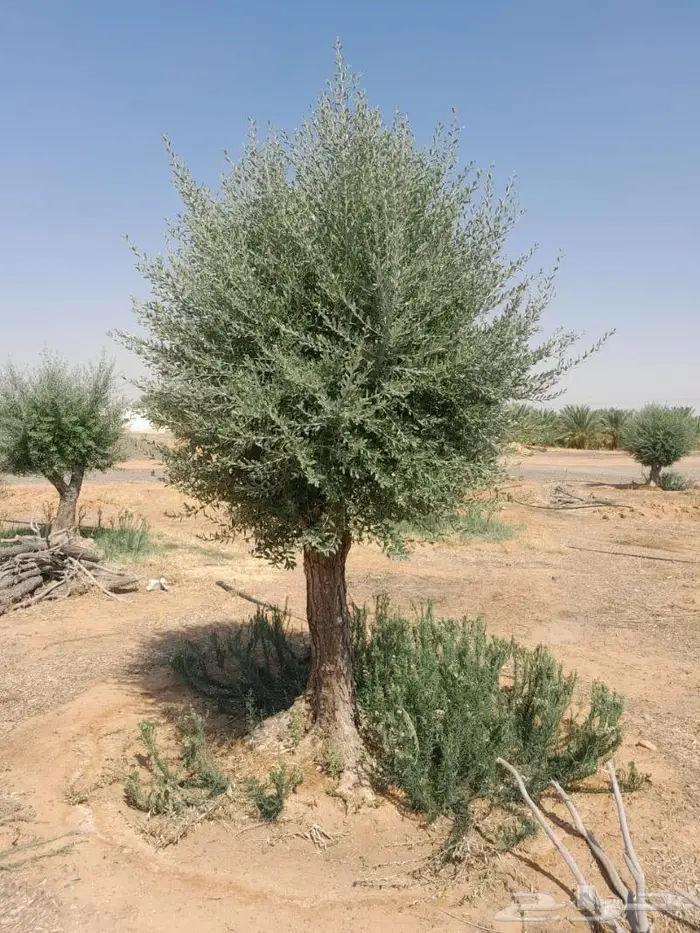 اشجار زيتون للبيع 6
