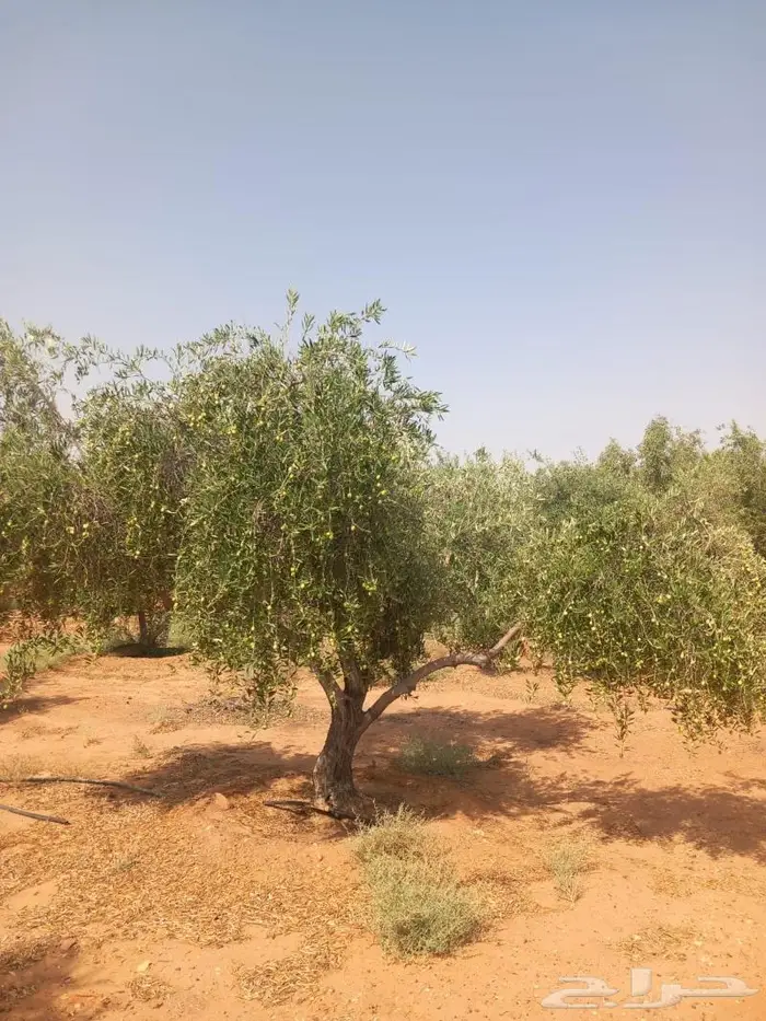 اشجار زيتون للبيع 7