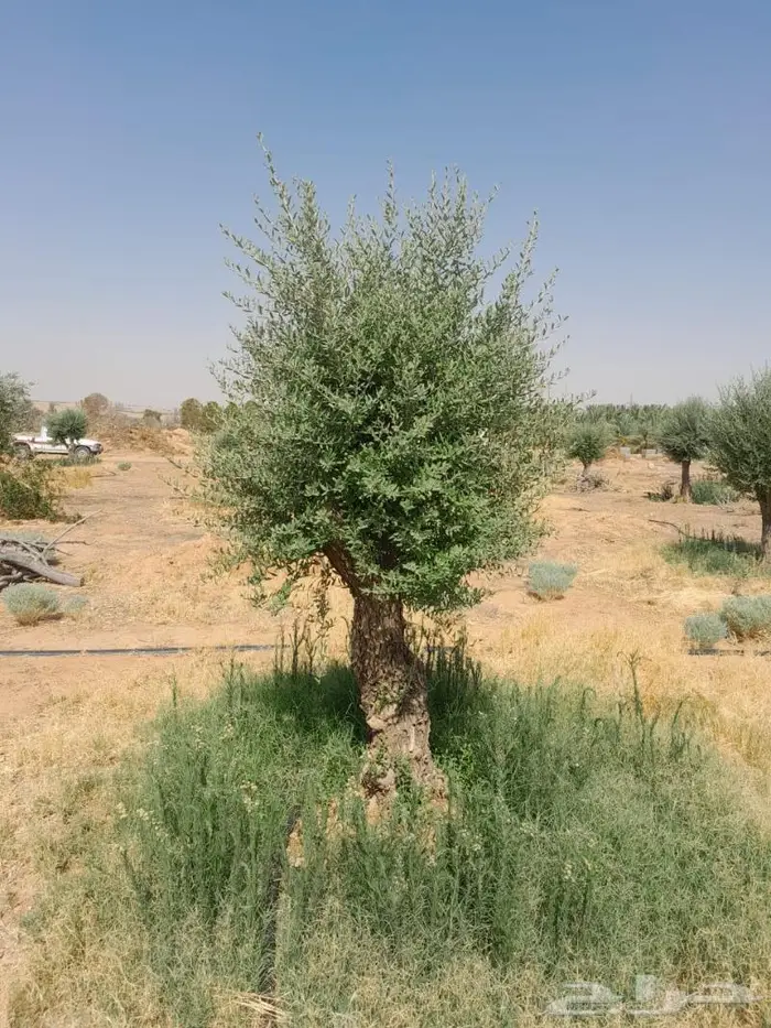 اشجار زيتون للبيع 8