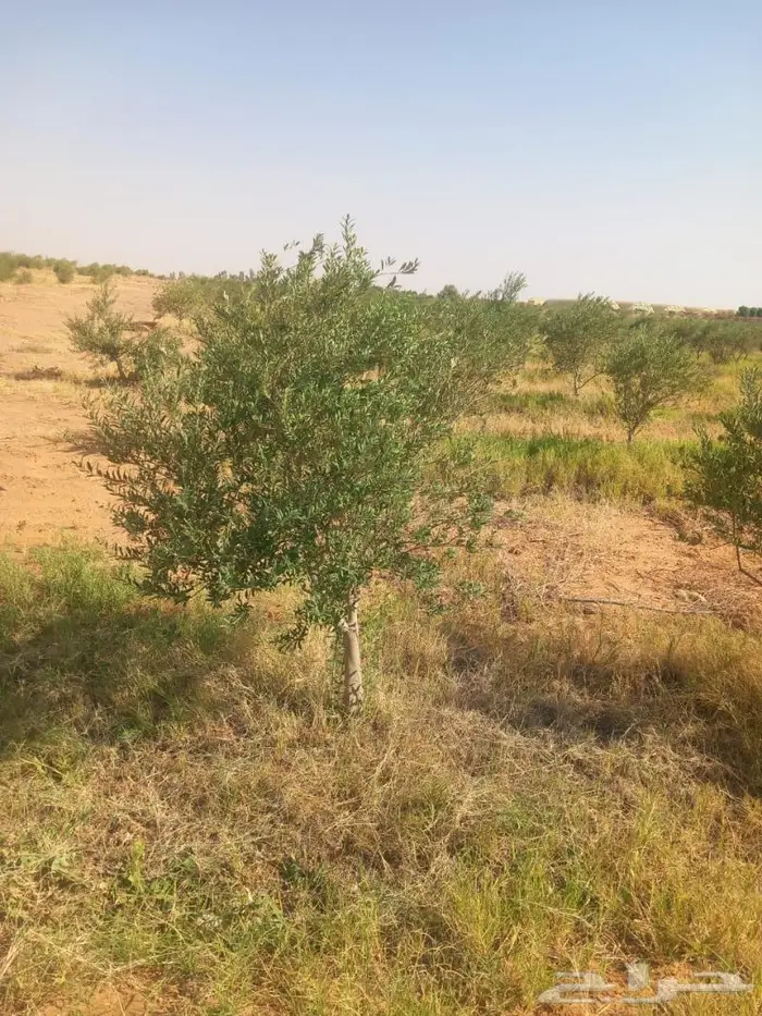 اشجار زيتون للبيع 10