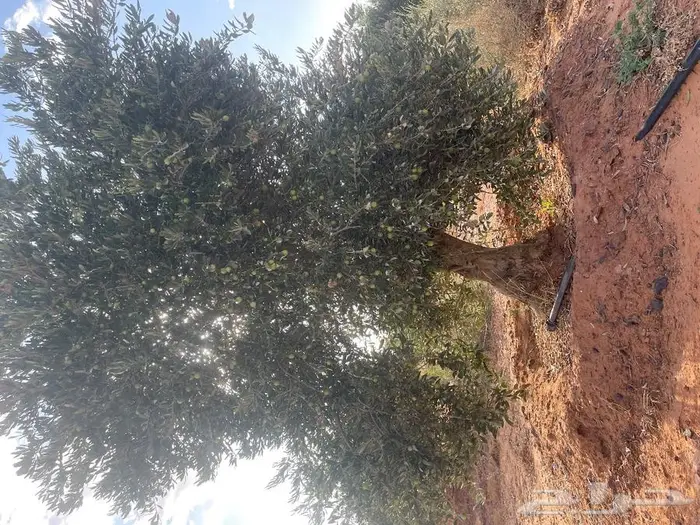 شجرة زيتون معمر ومثمر للبيع 0