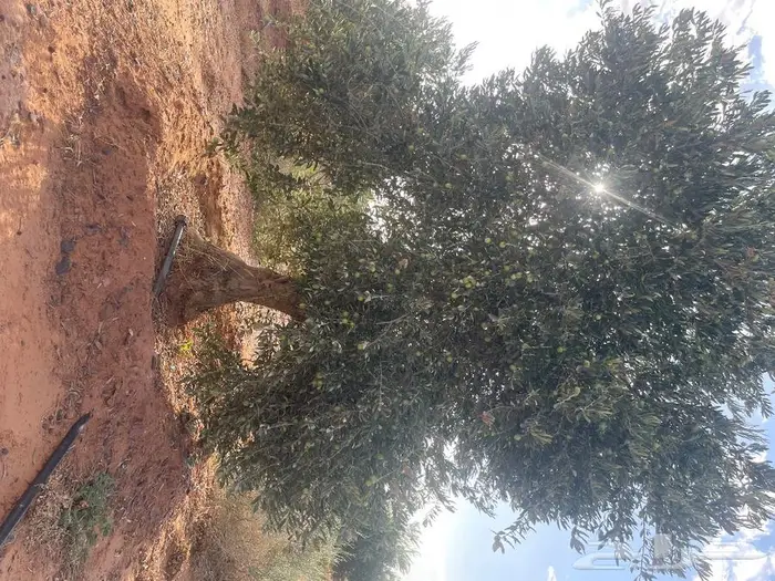 شجرة زيتون معمر ومثمر للبيع 1