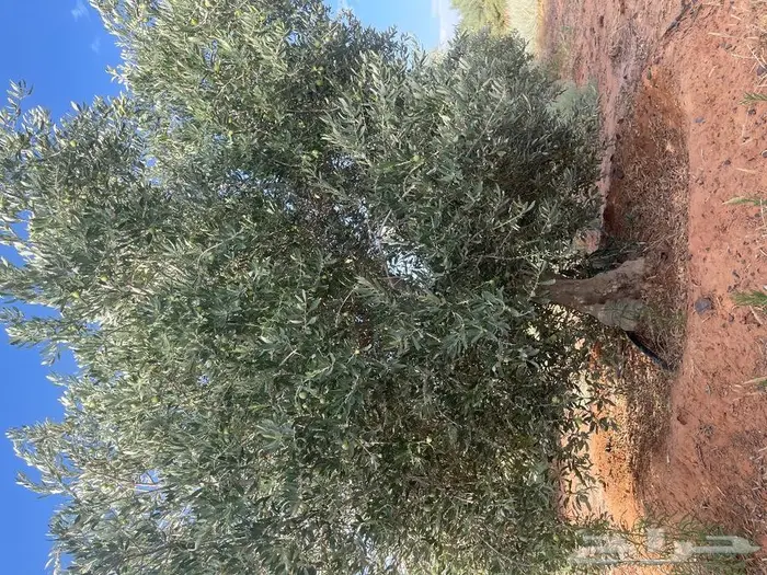 شجرة زيتون معمر ومثمر للبيع 3