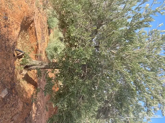 شجرة زيتون معمر ومثمر للبيع 4