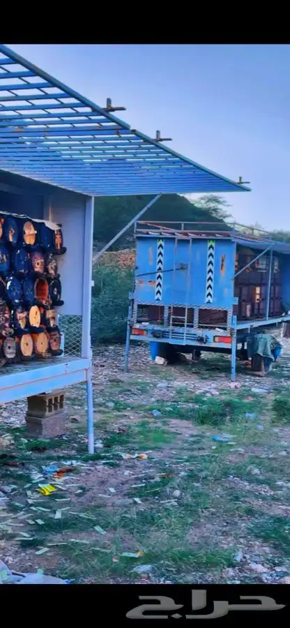 عسل جبلي صافي من منحلي شخصيا 7