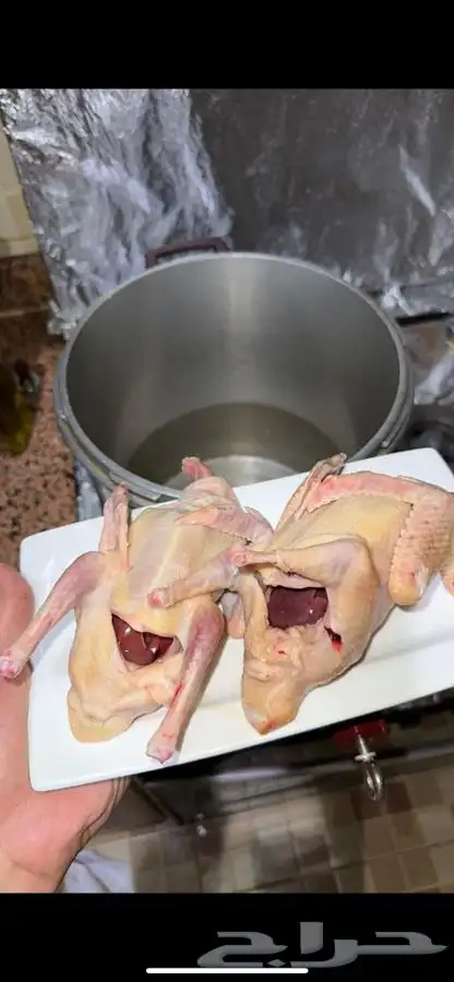 حمام لاحم 5