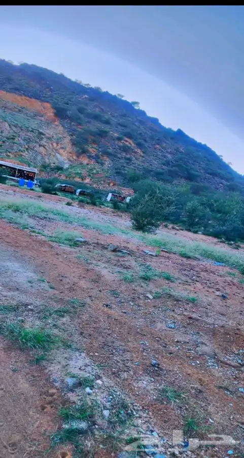 عسل جبلي صافي من منحلي شخصيا 13