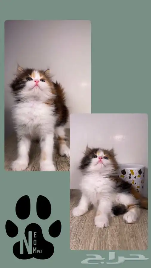قطط صغيره كيتن قطه بسه هملايا شيرازي سكوتش فولد انثى ذكر قط 10