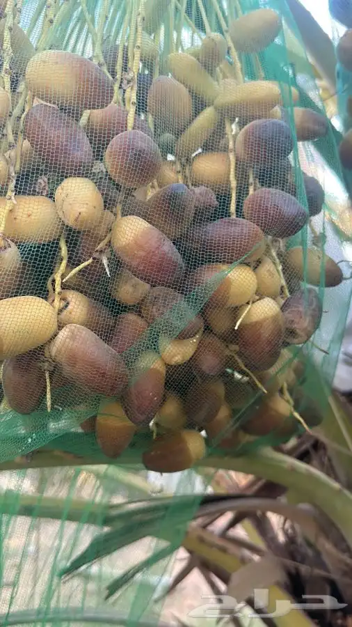 فروخ صقعي ومجدول وسكري فاخره بسعر مناسب 0