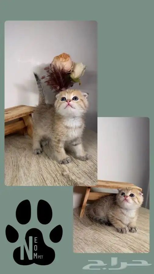 قطط صغيره كيتن قطه بسه هملايا شيرازي سكوتش فولد انثى ذكر قط 3