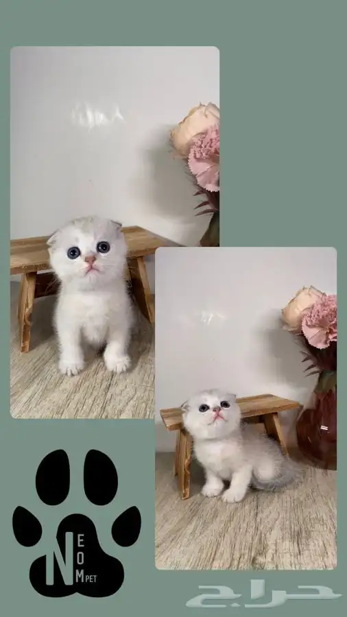 قطط صغيره كيتن قطه بسه هملايا شيرازي سكوتش فولد انثى ذكر قط 5