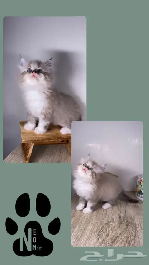قطط صغيره كيتن قطه بسه هملايا شيرازي سكوتش فولد انثى ذكر قط 11