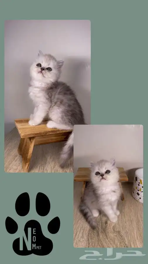 قطط صغيره كيتن قطه بسه هملايا شيرازي سكوتش فولد انثى ذكر قط 7