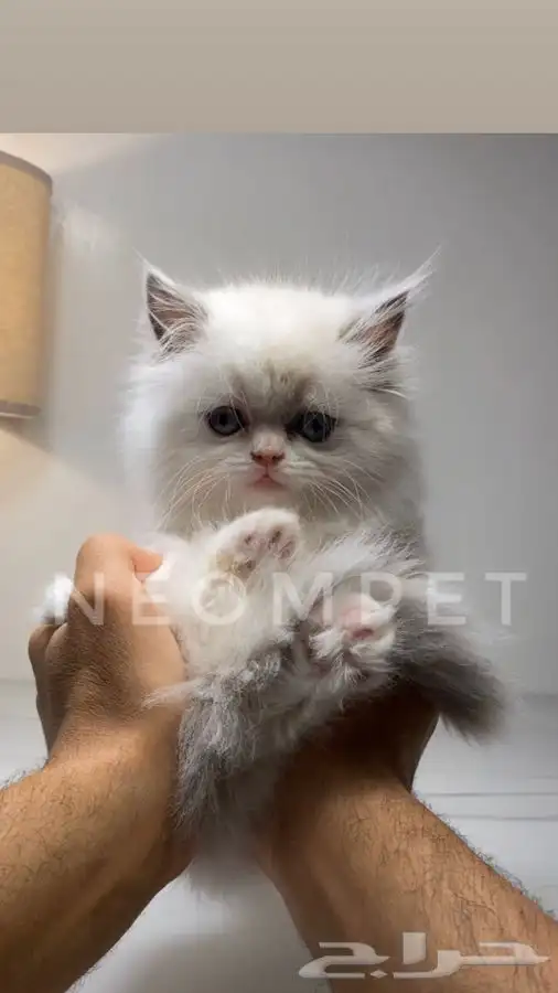 قطط صغيره كيتن قطه بسه هملايا شيرازي سكوتش فولد انثى ذكر قط 0