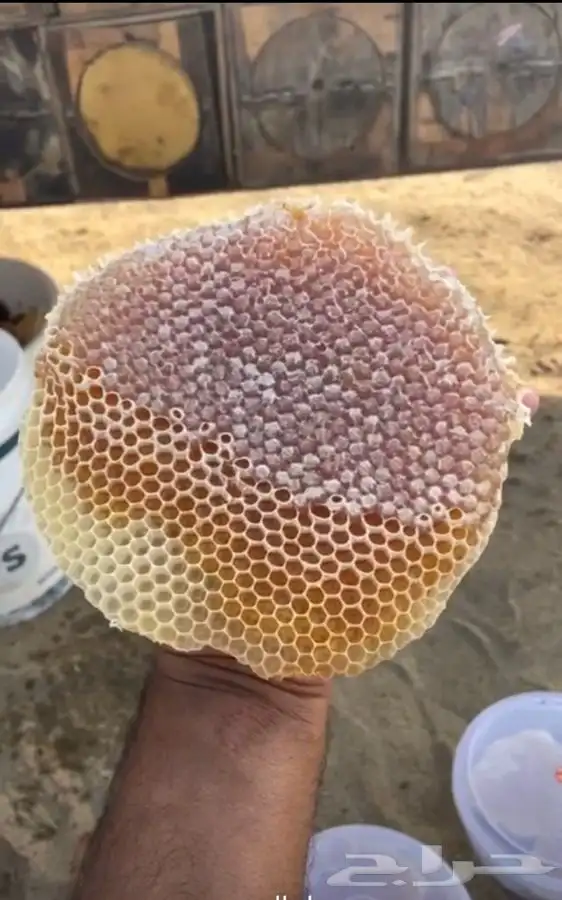 عسل جبلي صافي من منحلي شخصيا 17