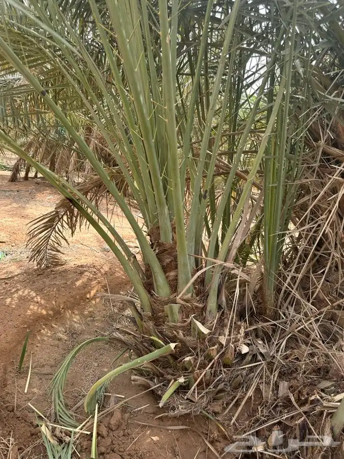 فروخ صقعي ومجدول وسكري فاخره بسعر مناسب 4