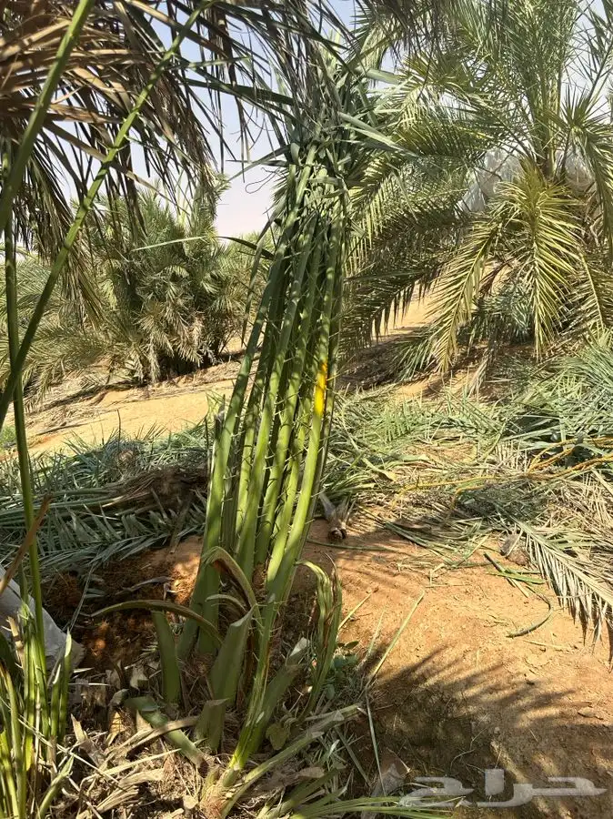 فروخ صقعي ومجدول وسكري فاخره بسعر مناسب 2