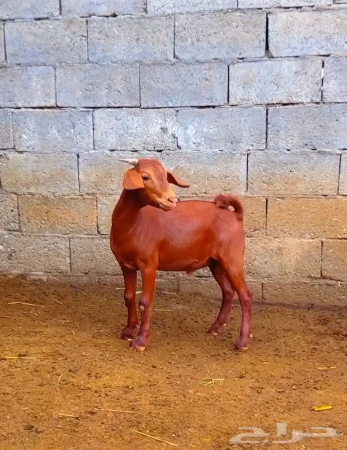 كلهاري تم البيع 2