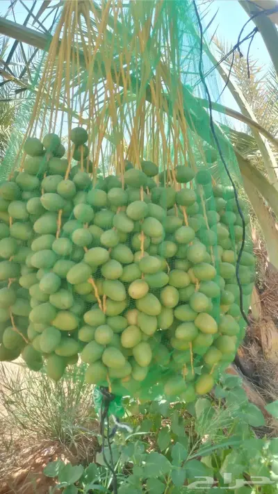 فسائل نخل اخلاص فاخر 3