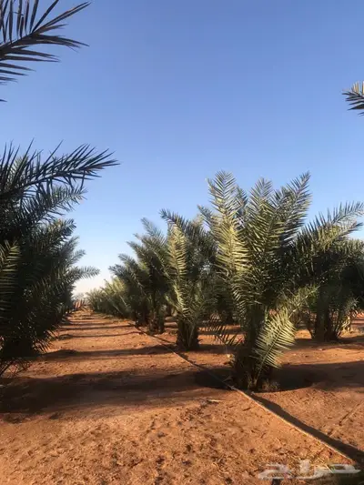 فسائل نخل اخلاص فاخر 2