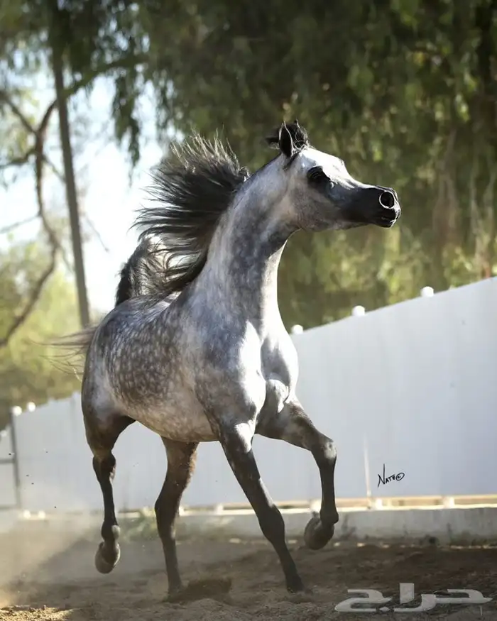 ايواء خيل وعسف واهتمام بالخيل 1