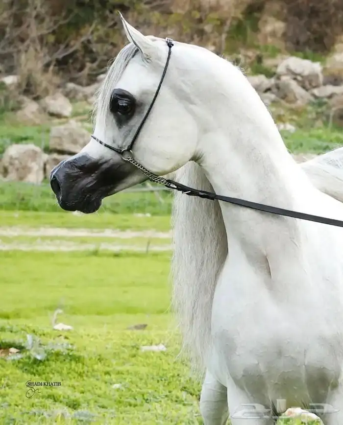 ايواء خيل وعسف واهتمام بالخيل 0