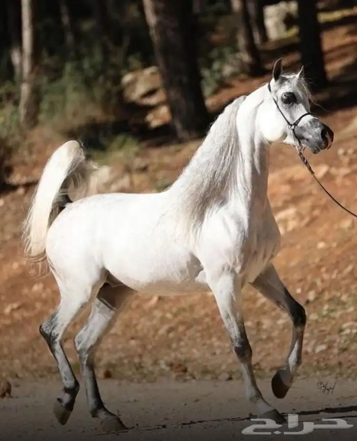 ايواء خيل وعسف واهتمام بالخيل 2