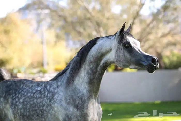 ايواء خيل وعسف واهتمام بالخيل 3