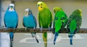 للبيع طيور البادجي 0