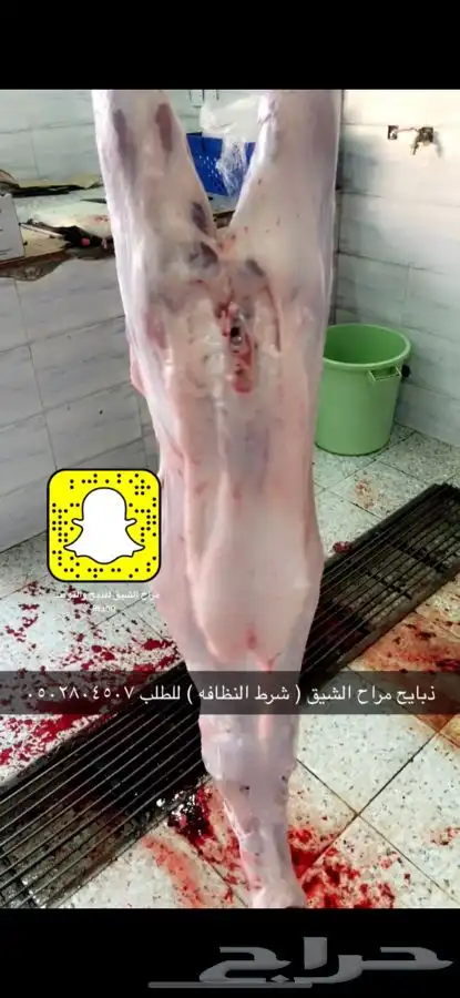 تيوس وخرفان ذبح وتوصيل 7