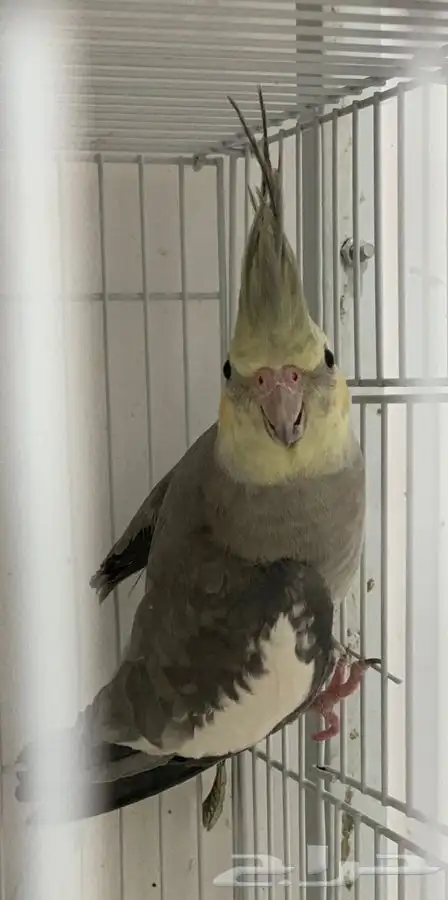 ذكر كروان باستل فيس 3