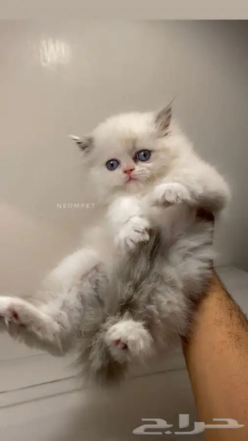 9 قطط صغيره كيتن سكوتش فولد هملايا شيرازي قطه بسه بيكي فيس 0