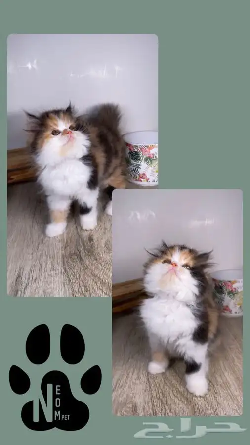9 قطط صغيره كيتن سكوتش فولد هملايا شيرازي قطه بسه بيكي فيس 8
