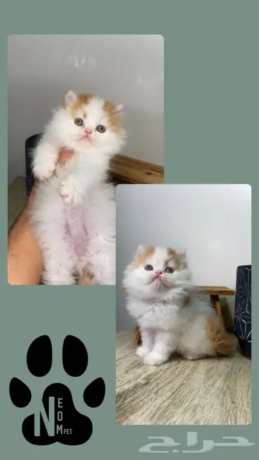 9 قطط صغيره كيتن سكوتش فولد هملايا شيرازي قطه بسه بيكي فيس 7