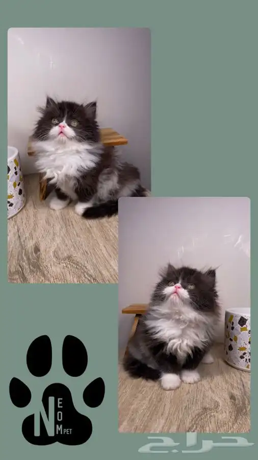 9 قطط صغيره كيتن سكوتش فولد هملايا شيرازي قطه بسه بيكي فيس 9