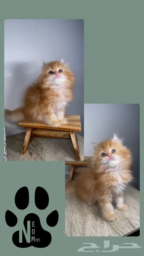 9 قطط صغيره كيتن سكوتش فولد هملايا شيرازي قطه بسه بيكي فيس 10