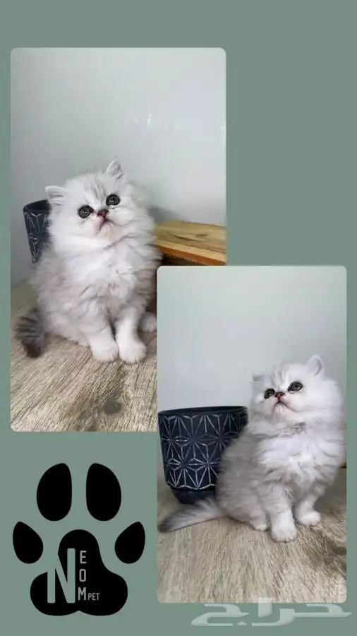 9 قطط صغيره كيتن سكوتش فولد هملايا شيرازي قطه بسه بيكي فيس 6