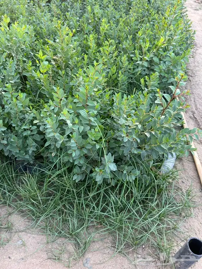 شتلات السدر البلدي والغاف 0