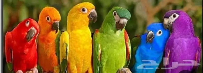 توليف ترويض وفندقه للطيور وعياده 6