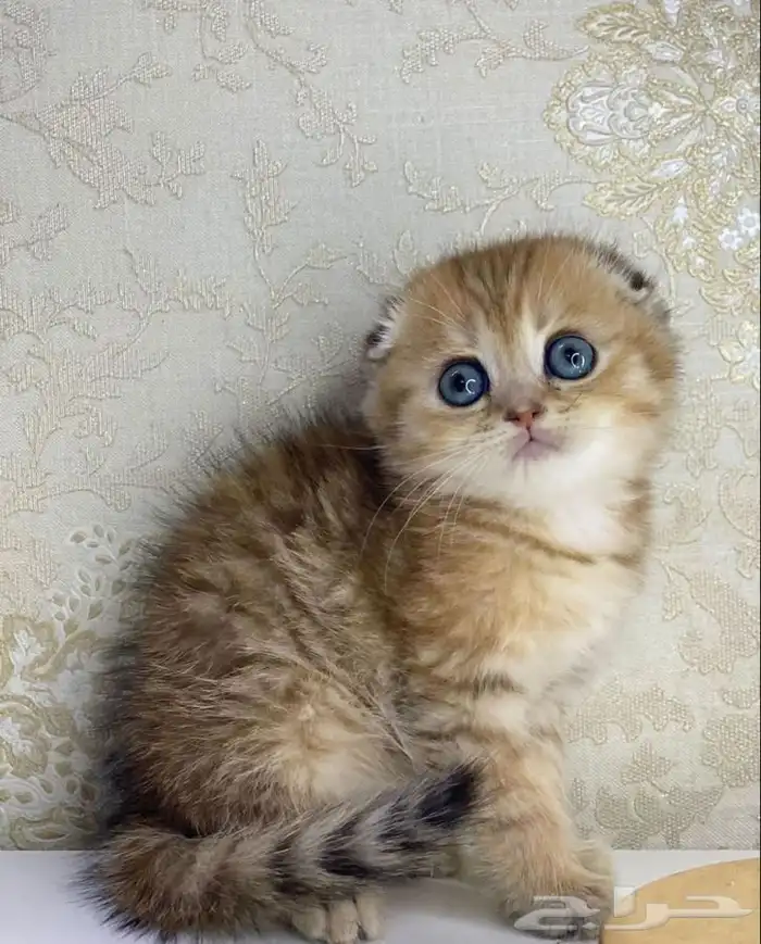 كيتن سكوتش فولد قولد تربل فولد قطه قطوه قطط قط بسه كيتن قطو 2