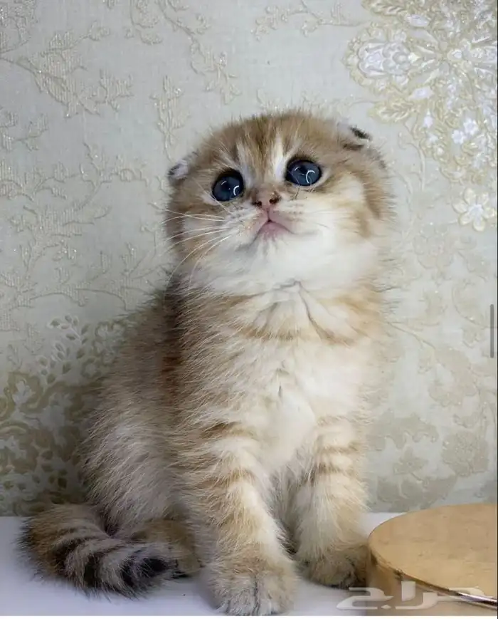 كيتن سكوتش فولد قولد تربل فولد قطه قطوه قطط قط بسه كيتن قطو 4