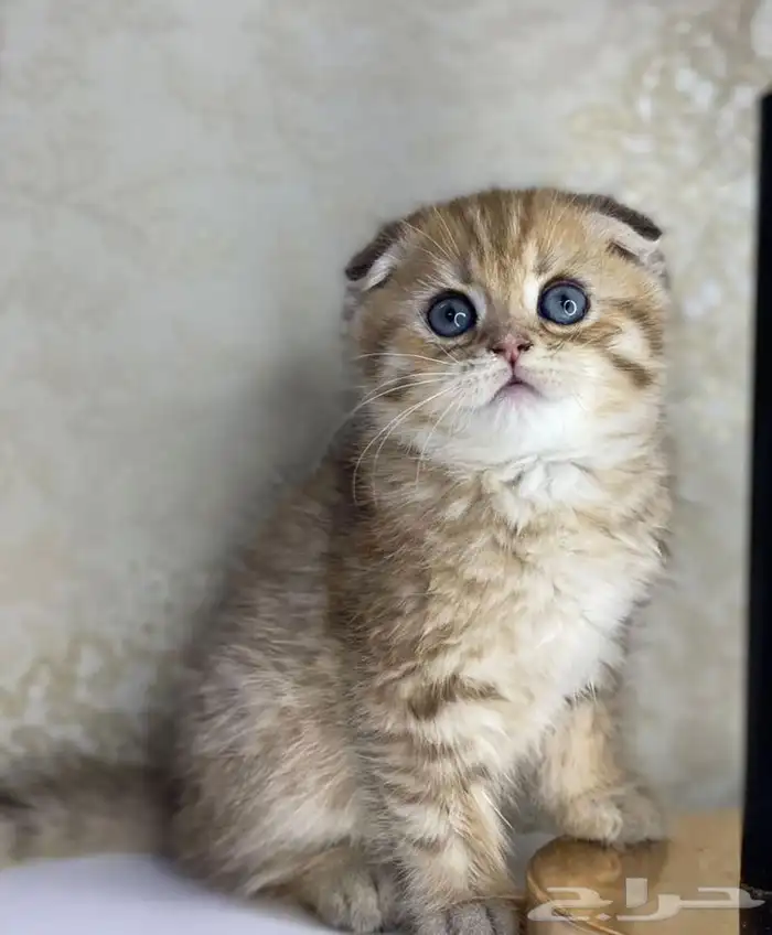 كيتن سكوتش فولد قولد تربل فولد قطه قطوه قطط قط بسه كيتن قطو 3